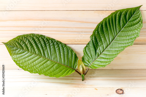 Mitragyna speciosa (kratom) plant in thailand photo