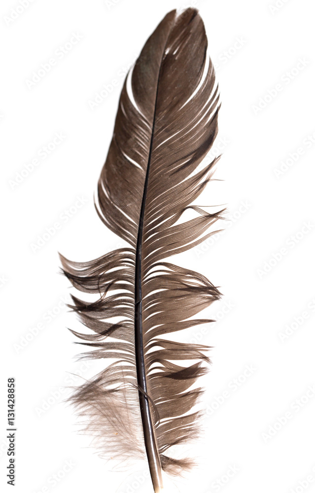 Fototapeta premium feather on a white background