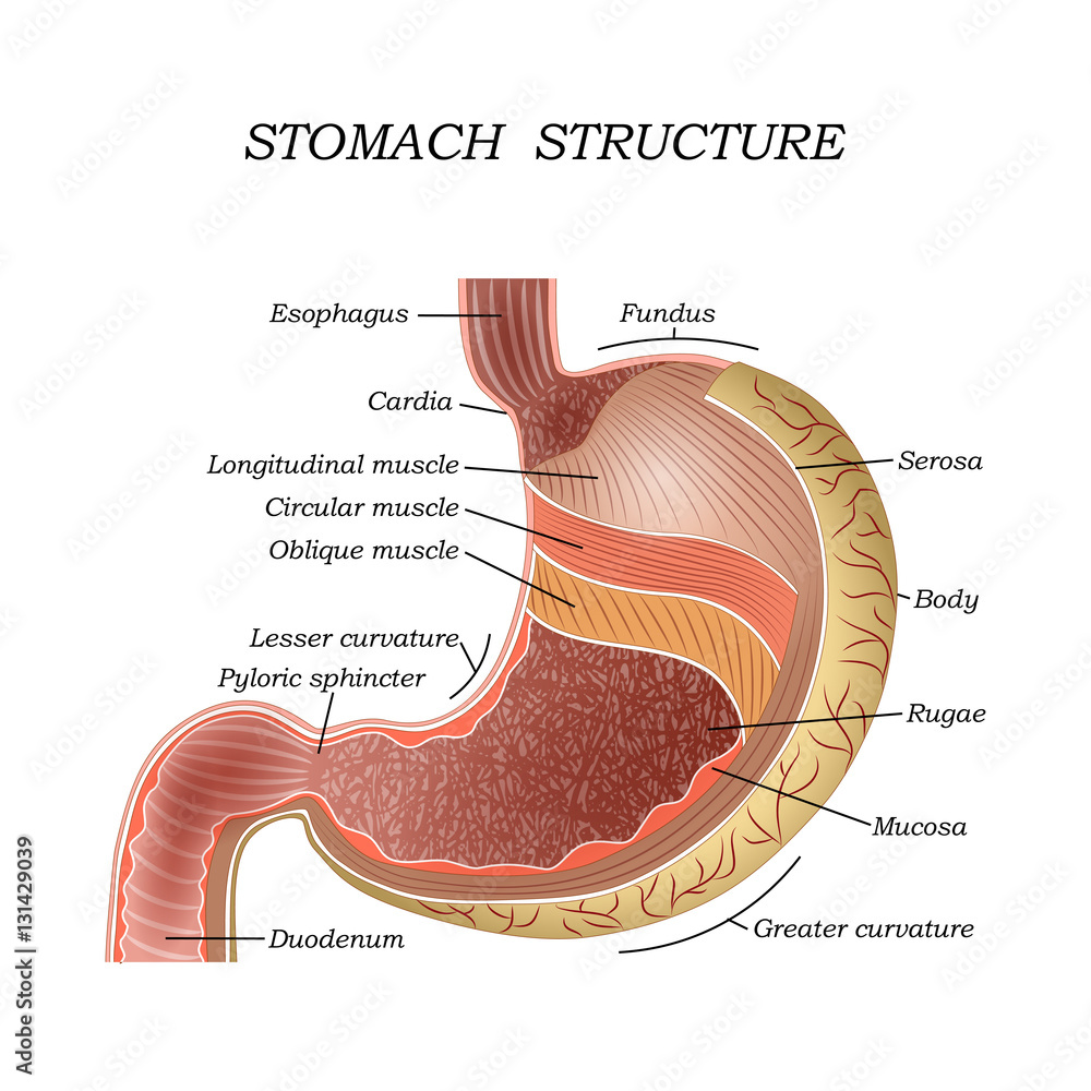 The structure of the human stomach, training medical anatomical poster for education . Vector