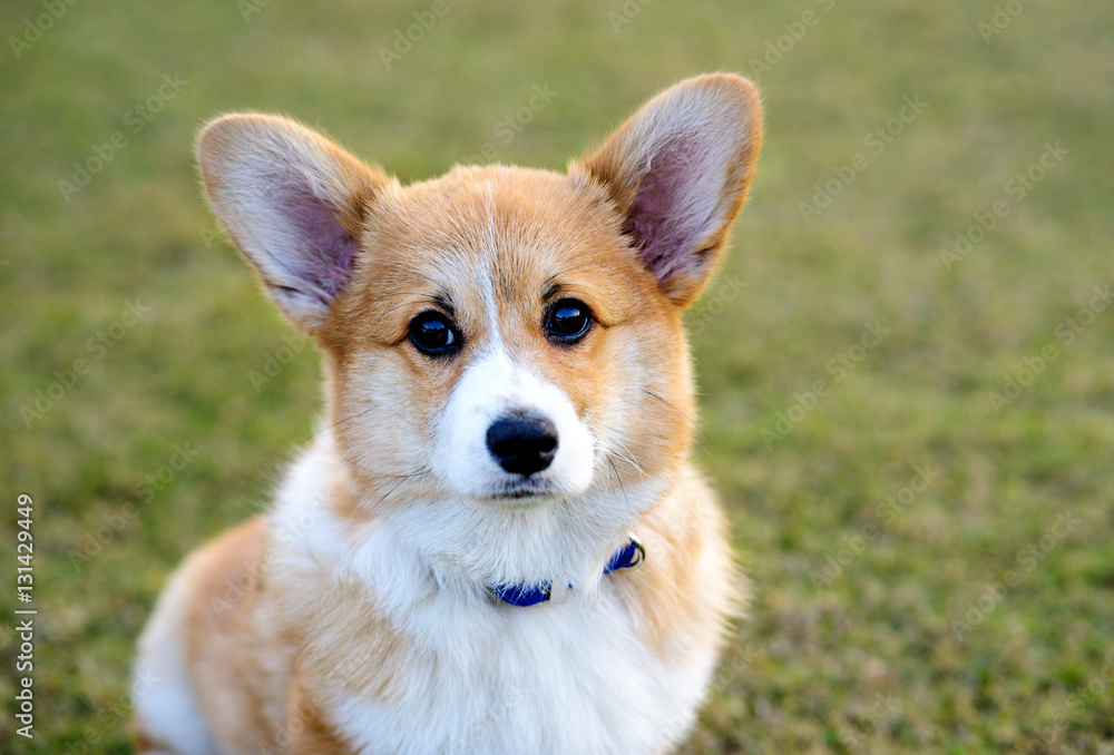 Welsh Corgi Pembroke dog sitting Welsh Corgi Pembroke dog sitting