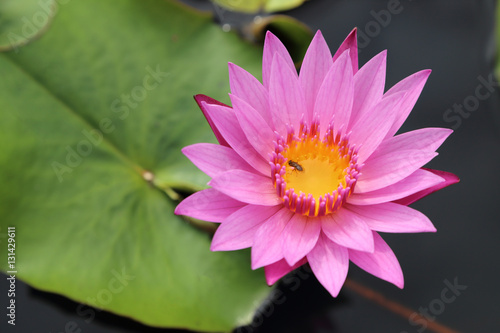 Beautiful pink lotus with leaf at background.