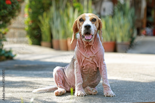 Fotografia ill beagle dog with Demodicosis, Red Mange
