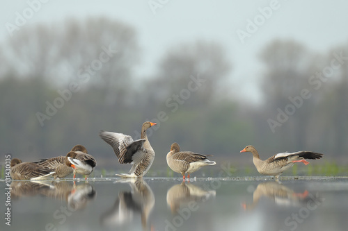goose