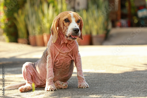 Fotografia ill beagle dog with Demodicosis, Red Mange