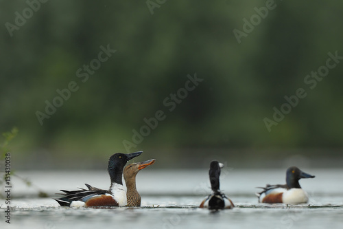 shoveler