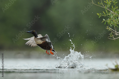 shoveler