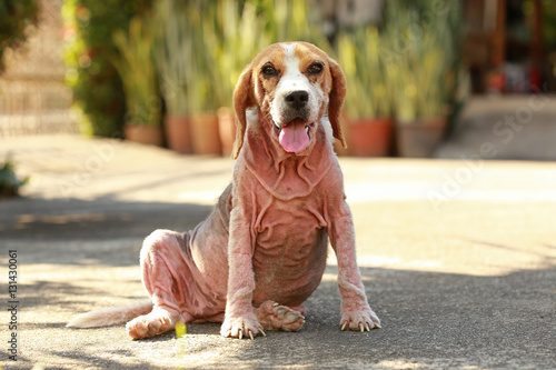 Fotografia ill beagle dog with Demodicosis, Red Mange