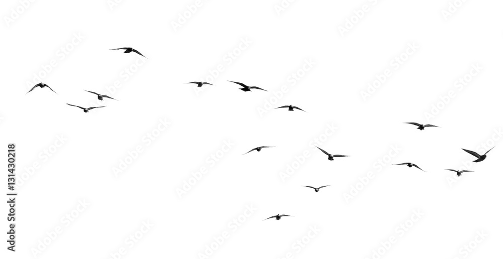 Obraz premium stado gołębi na białym tle