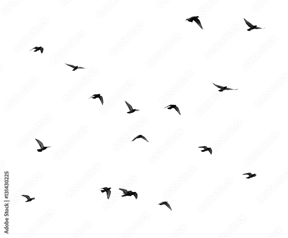 Fototapeta premium stado gołębi na białym tle