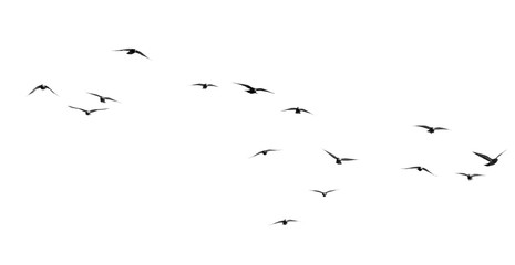 Wandcirkels Vogel Zwerm duiven op witte achtergrond  © schankz