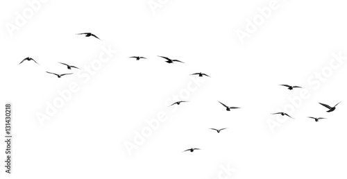 Fotografia, Obraz flock of pigeons on a white background