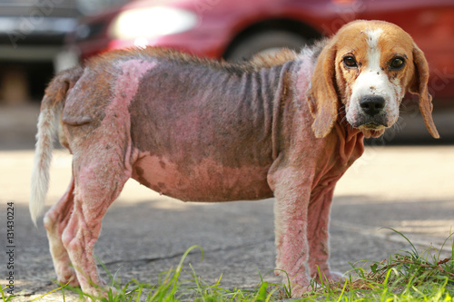 ill beagle dog with Demodicosis, Red Mange
