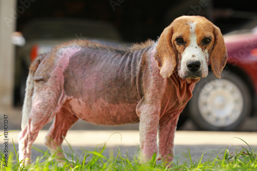Fotografia ill beagle dog with Demodicosis, Red Mange