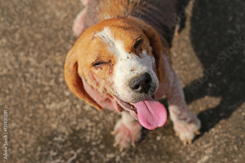 Quadro em tela ill beagle dog with Demodicosis, Red Mange