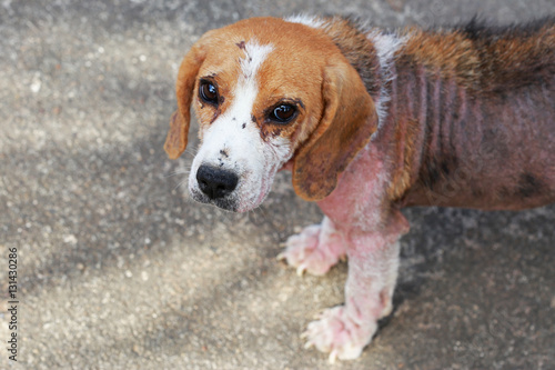 Fotografía ill beagle dog with Demodicosis, Red Mange