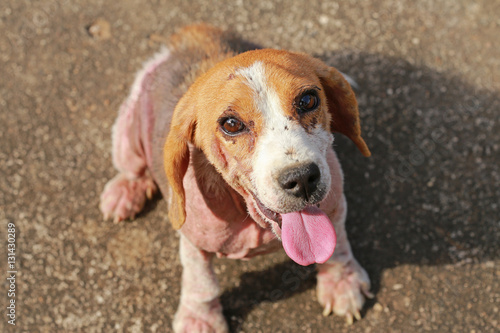 ill beagle dog with Demodicosis, Red Mange