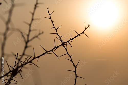 Dry prickly plant on the sunset background