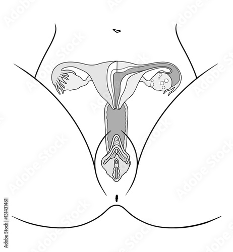 The structure of the female reproductive organs, The structure of the female genital organs in the context of a white background