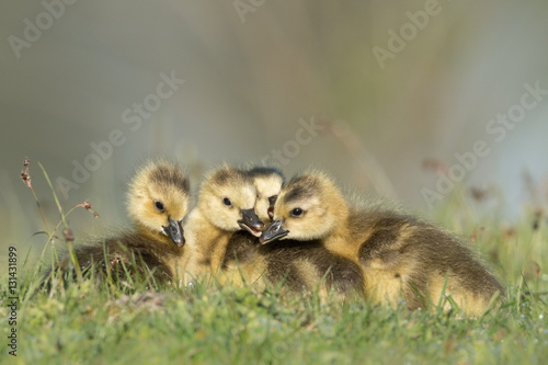 Group of goslings cuddle low angle