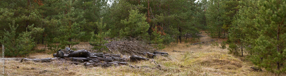 Glade in pine wood with folded branches - autumn landscape, banner, panorama Glade in pine wood with folded branches - autumn landscape, banner, panorama