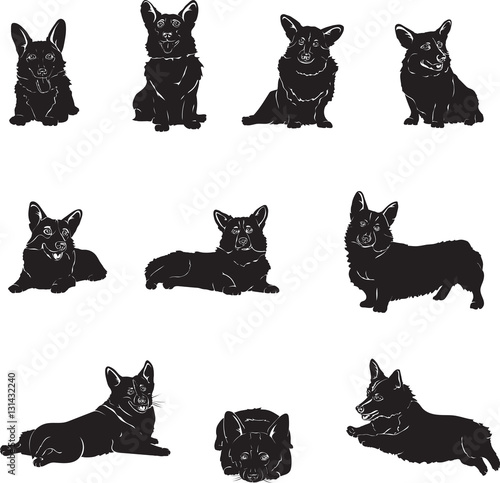 Dog, corgi, isolated, vector, illustration, drawing