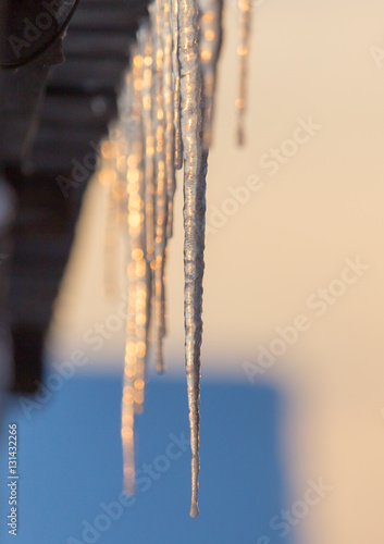 winter icicles on the sun dawn