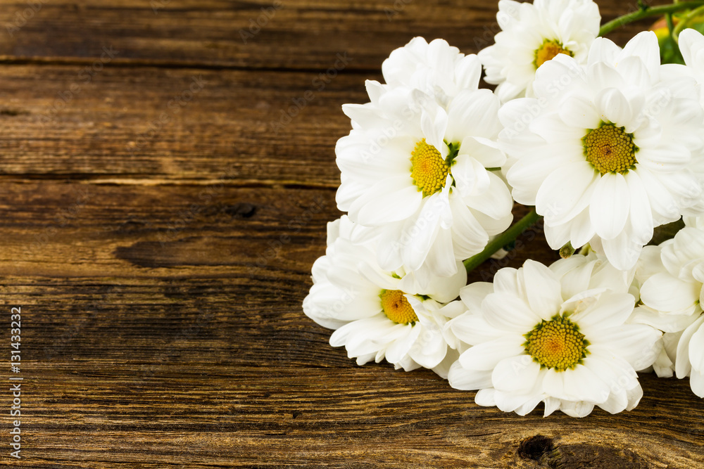 Obraz premium white camomile