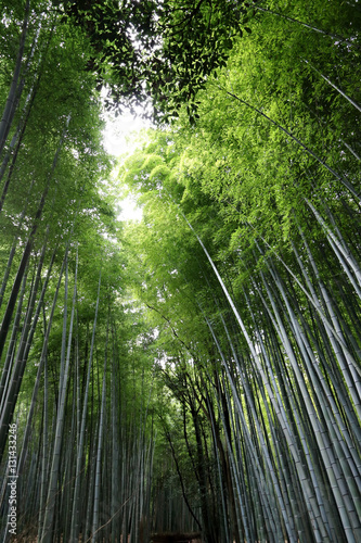 Arashiyama Bamboo Grove 3