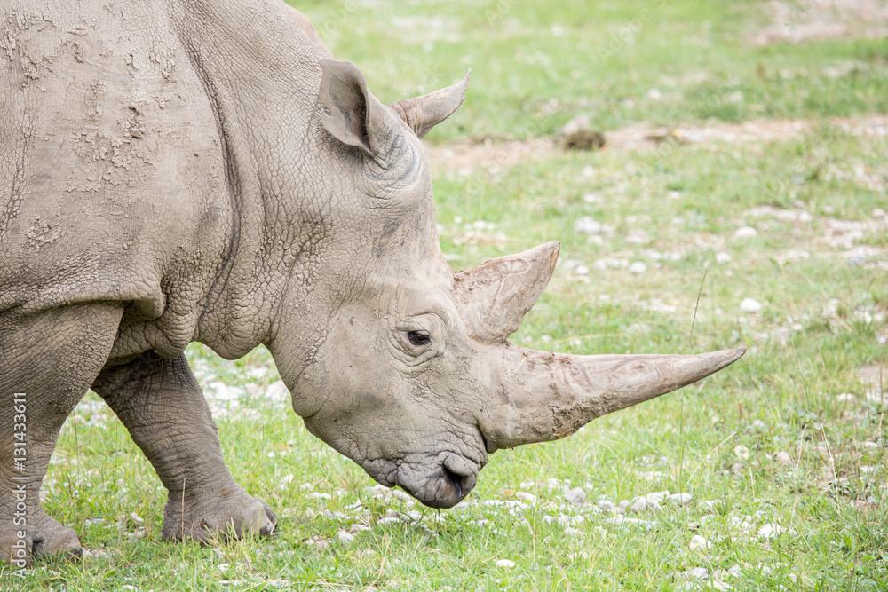 Portrait of a white rhinoceros with huge horns Portrait of a white rhinoceros with huge horns