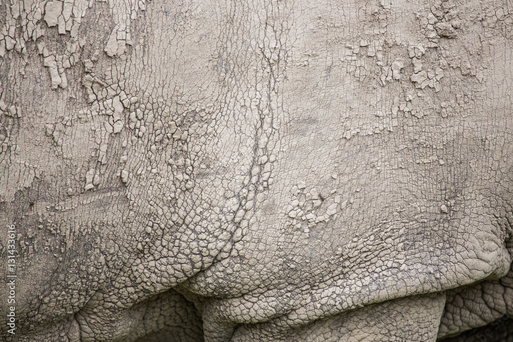 Naklejka premium Closeup of the skin of a white rhinoceros