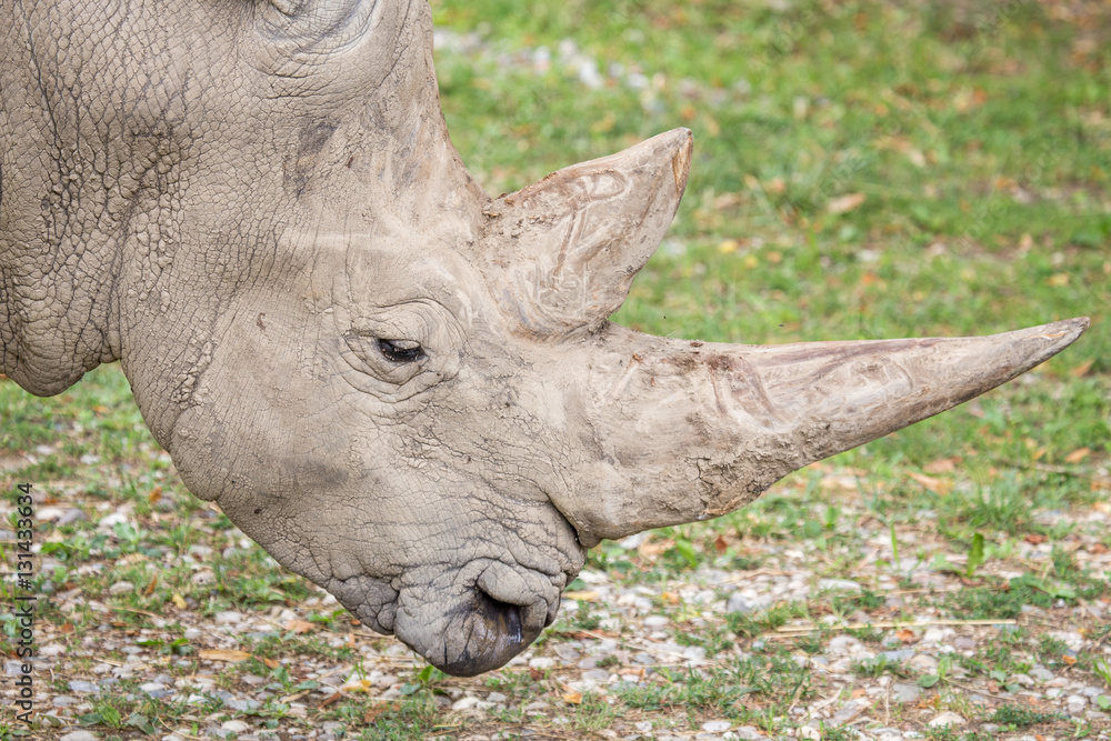 Fototapeta premium Huge horns of a white rhinoceros