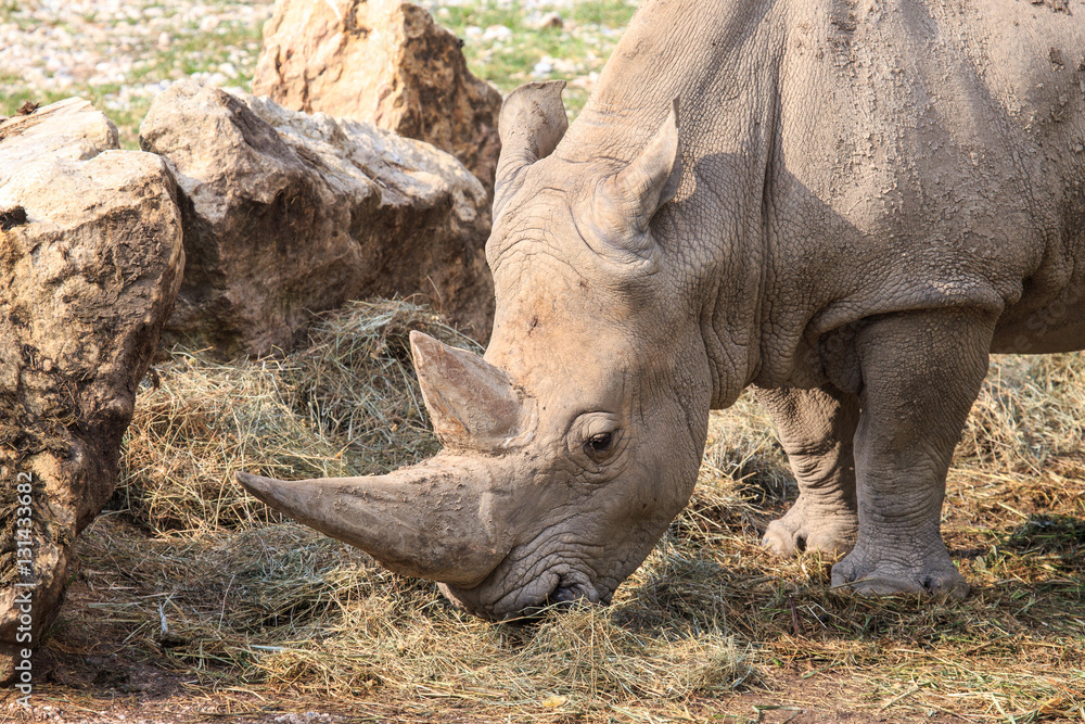 Portrait of a white rhinoceros grazing Portrait of a white rhinoceros grazing