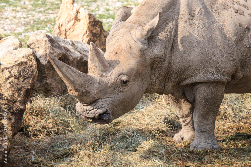 Portrait of a white rhinoceros Portrait of a white rhinoceros