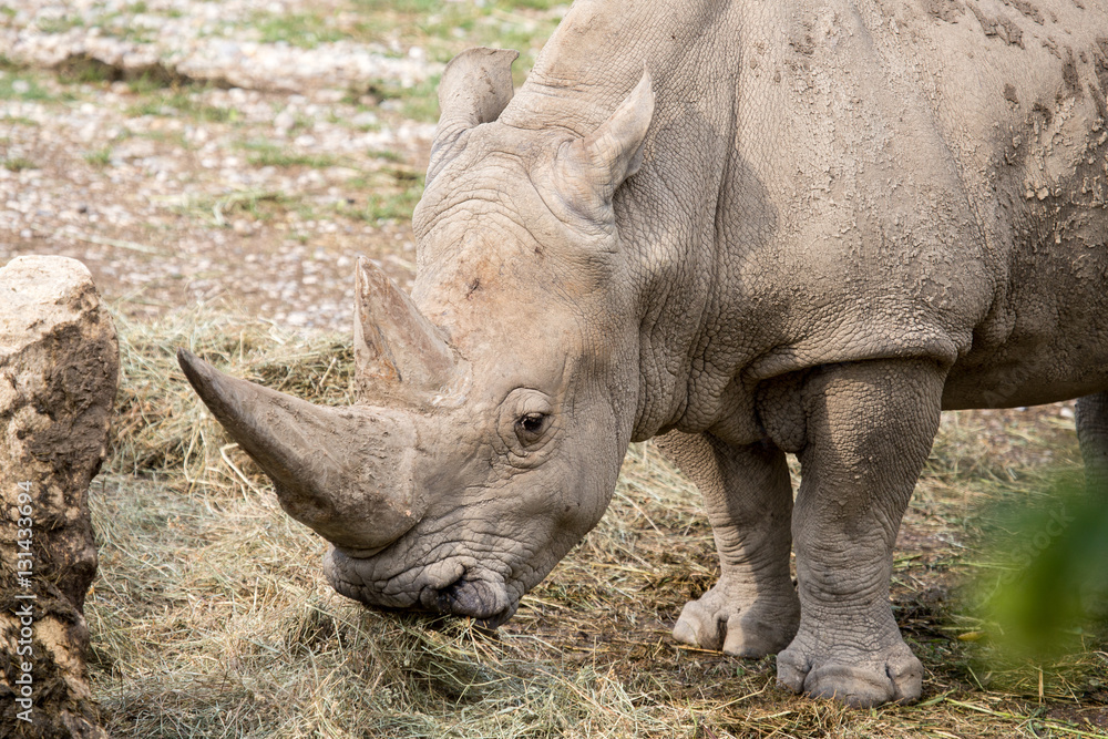 Obraz premium Portrait of a white rhinoceros eating
