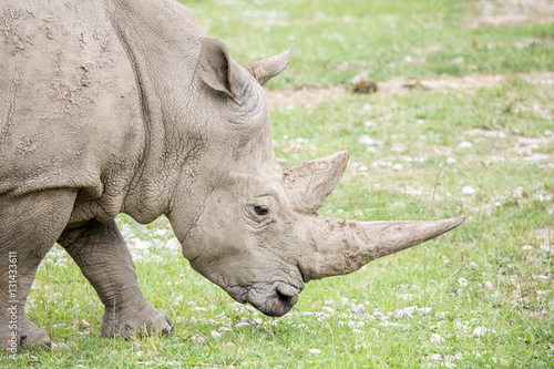 Portrait of a white rhinoceros with huge horns