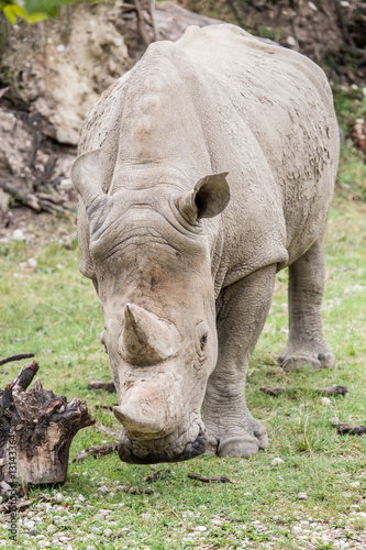 White rhinoceros walking