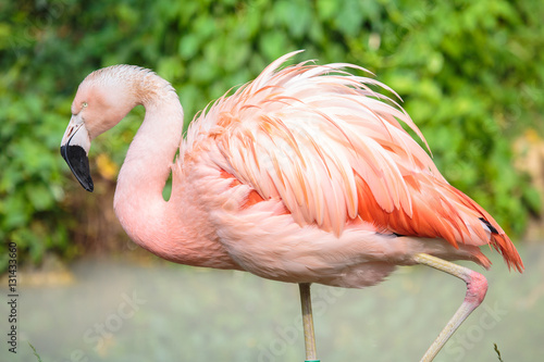 Side view of a chilean flamingo