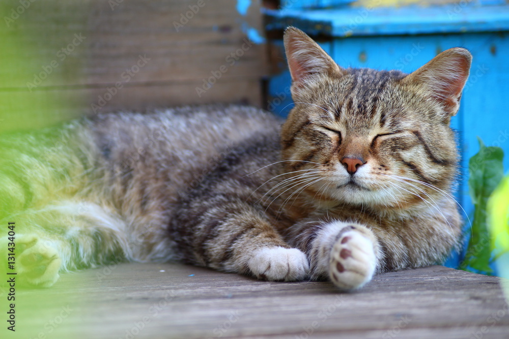 Fototapeta premium sleeping cat
