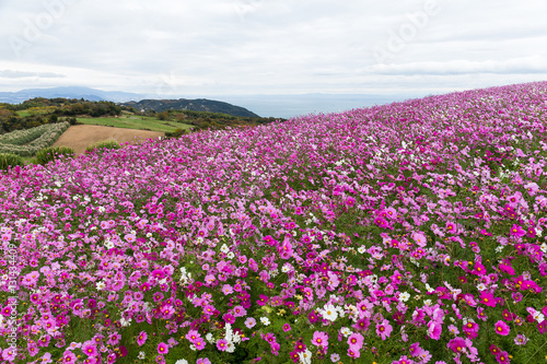 Cosmos flowers garden