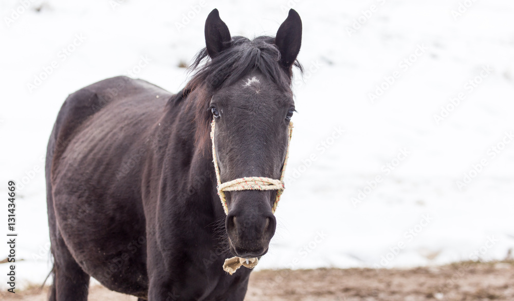 Fototapeta premium horse on nature in winter
