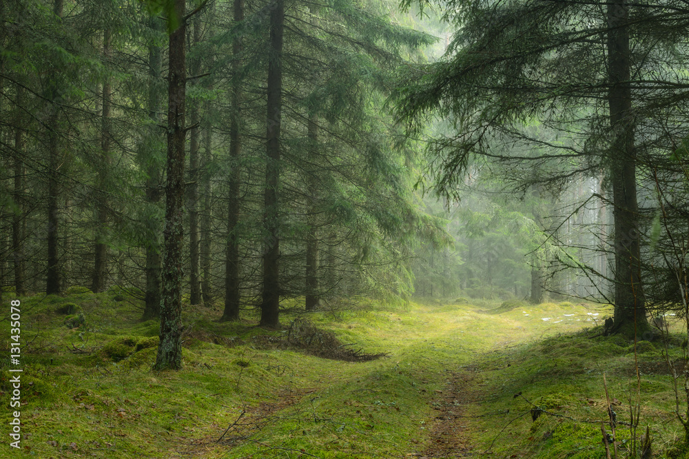 Obraz premium Magical Green Fir forest in mist