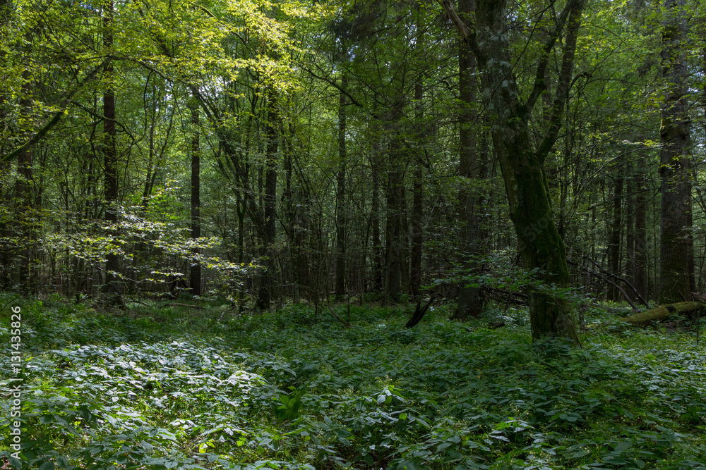 Fototapeta premium Deep shady deciduous stand with old hornbeam tree