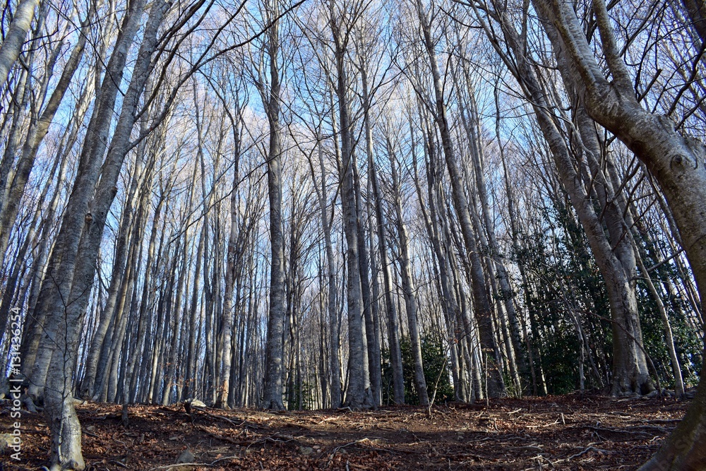 Bosque en invierno, árboles sin hojas Bosque en invierno, árboles sin hojas