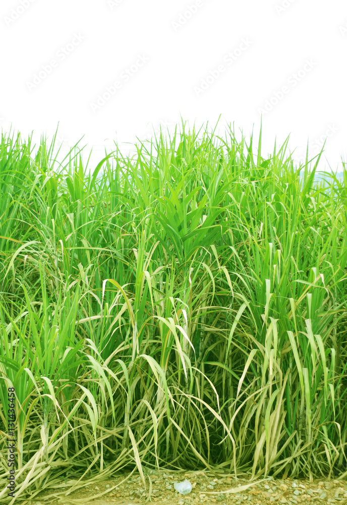 Fototapeta premium sugar cane plantation, Thailand