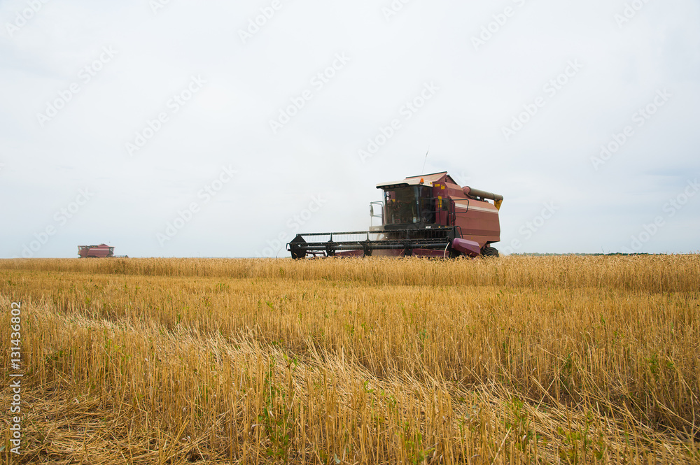 Fototapeta premium Combine harvesters in a field of wheat