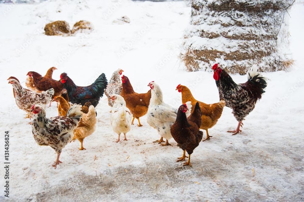 Fototapeta premium Beautiful bright rooster and chicken in snow