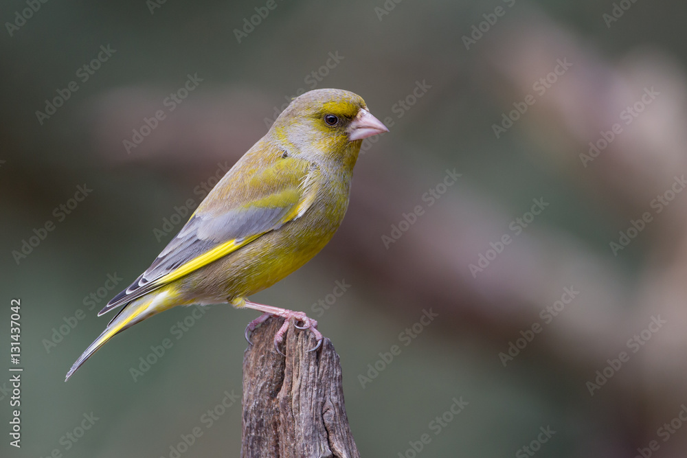 European Greenfinch European Greenfinch