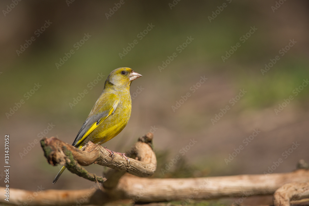 European Greenfinch