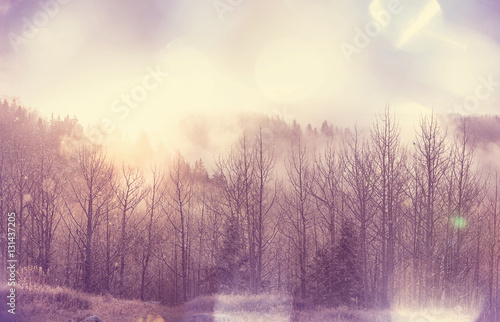 Winter forest.Instagram filter
