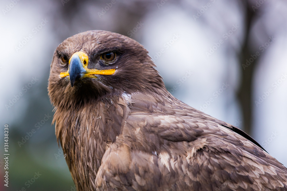 Steppenadler Steppenadler